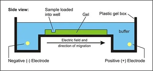 Electrophoresis Apparatus Kit