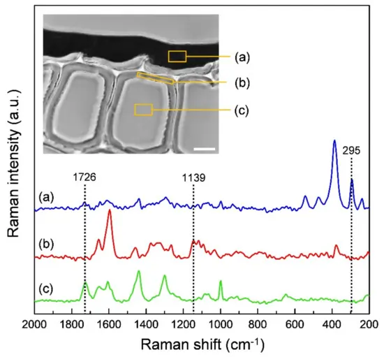 Application of Raman Microscopy in Coating