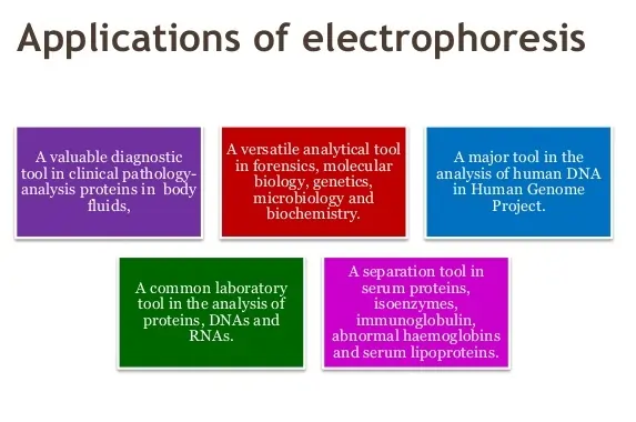 Plethora of Applications of Electrophoresis