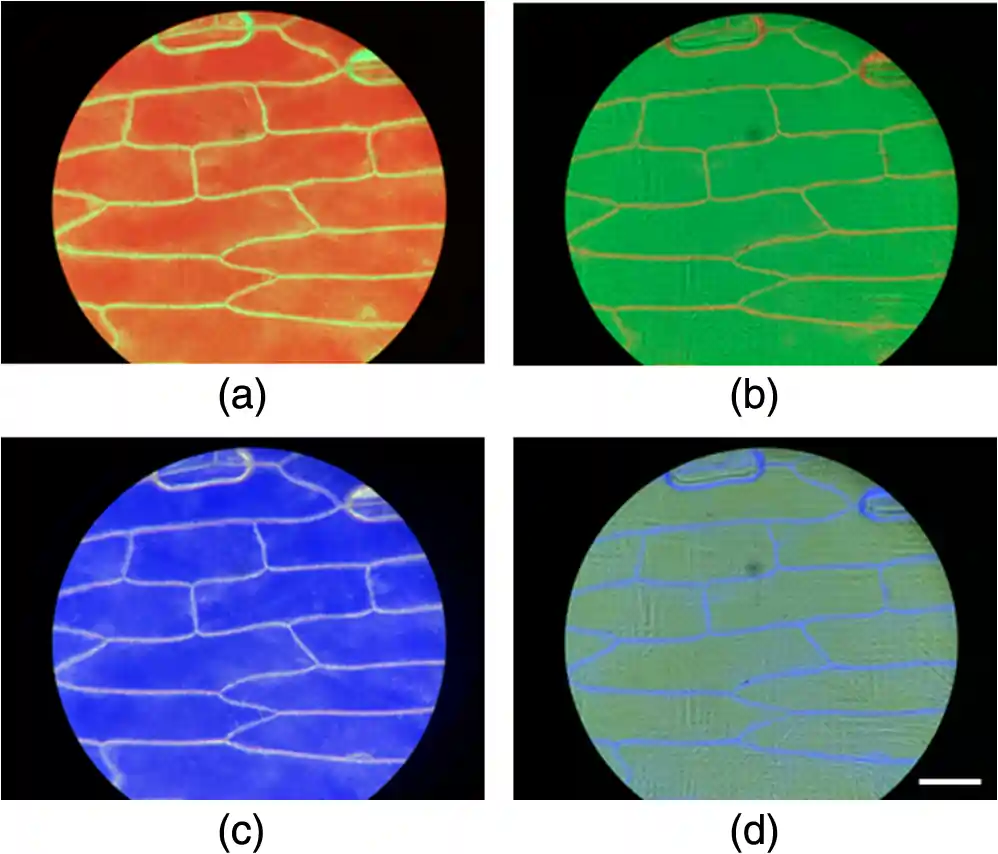 The Biological Specimen Under The View Of LED Imaging Smartphone 