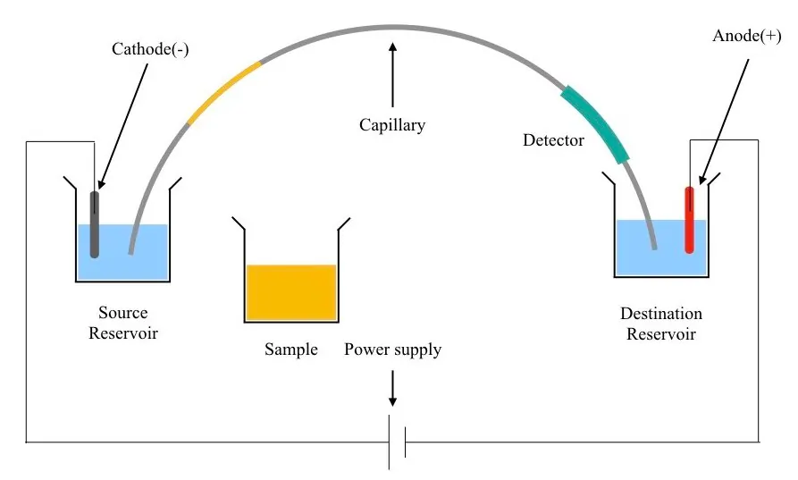 Basic Scheme of Capillary Electrophoresis