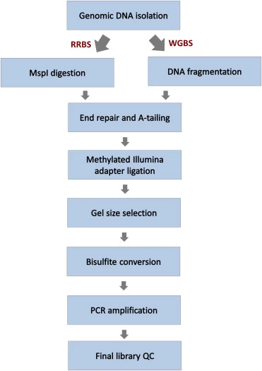 Uses & Applications of DNA Extraction