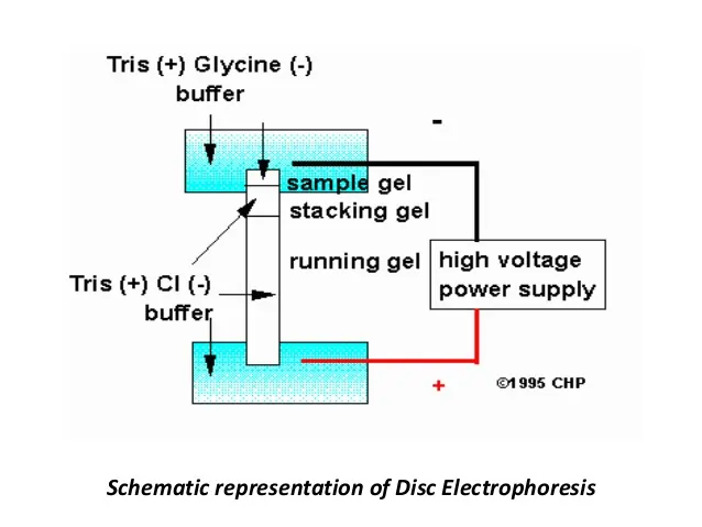 Disc Gel Electrophoresis - A diagrammatic scheme
