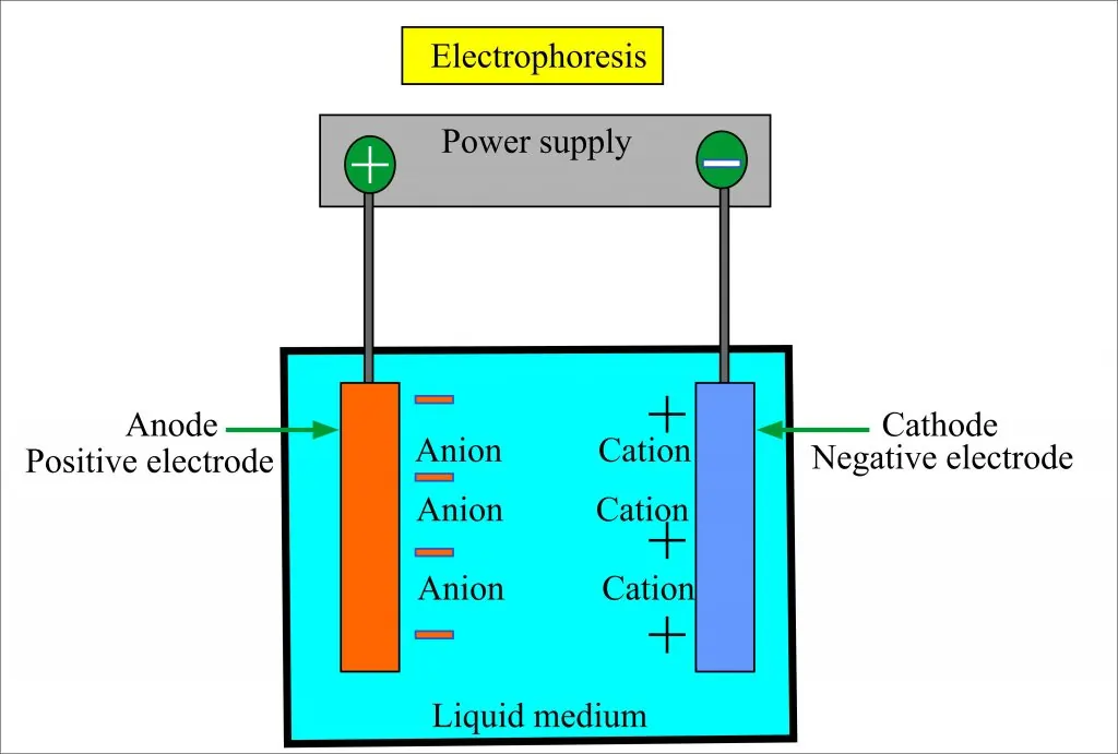 Principle of Electrophoresis 
