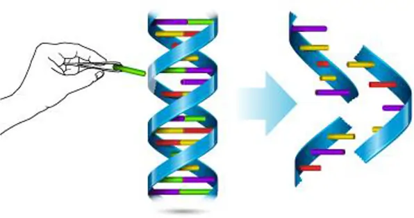 The Hybridization Of DNA Into PCR