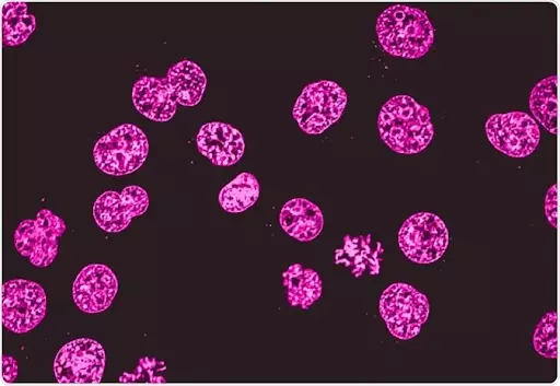 Phase Contrast Microscopy With Fluorescence