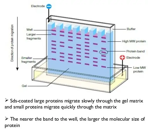 SDS PAGE electrophoresis