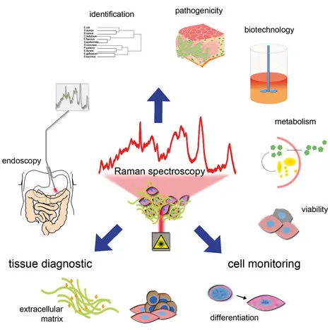 Raman Spectroscopy in Biomedicine