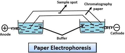 Outline of Filter Paper Electrophoresis