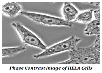 The HELA Cells Under Illumination