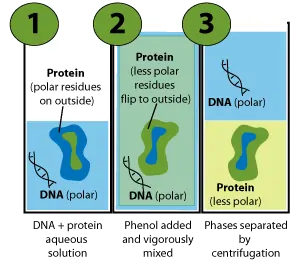 Phenol Extraction of DNA