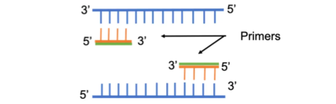 The Primers Used In PCR 