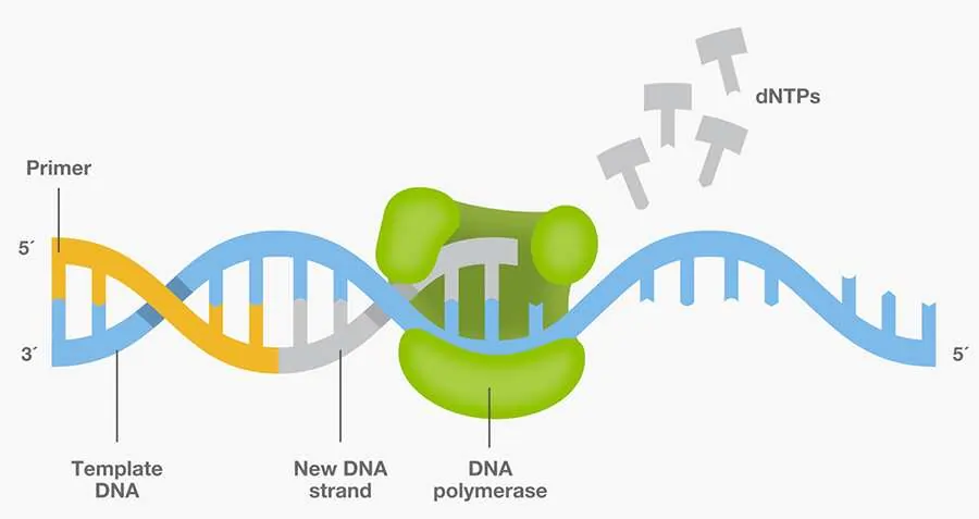 The Reagents Of PCR 