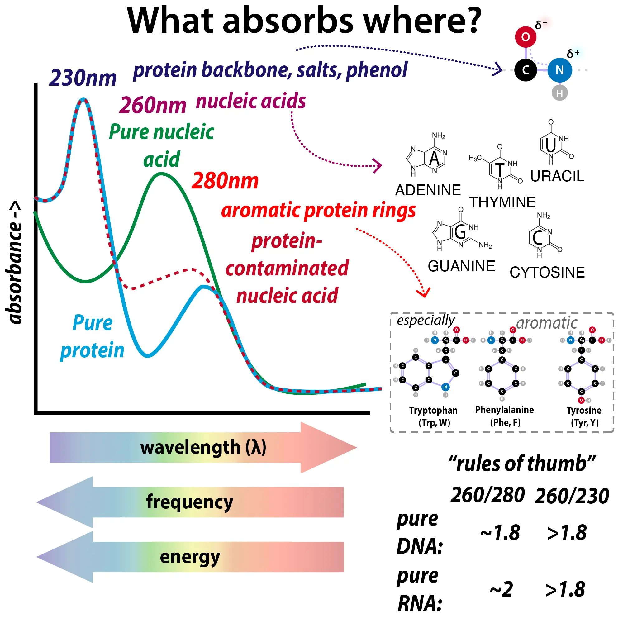 UV-Visible Spectroscopy in DNA Quantification