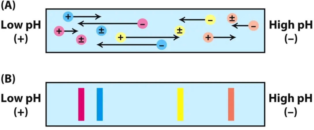 Display of Isoelectric Focussing Technique