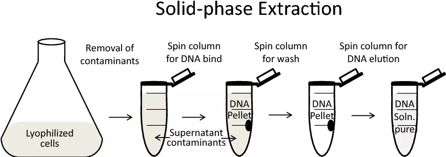 Solid-phase Extraction (SPE) of DNA