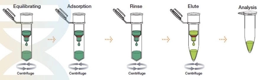 Spin Column Method for DNA Extraction