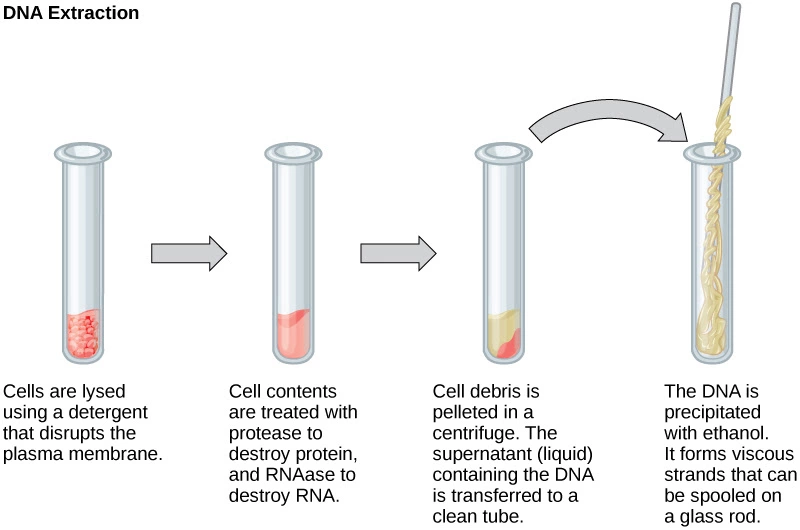 Methods & Steps in DNA Extraction