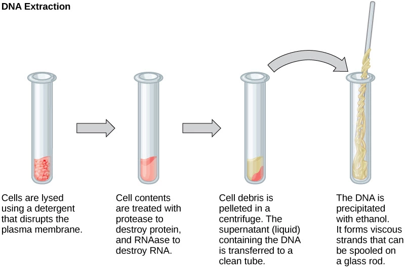 Dna Extraction Methods And Steps