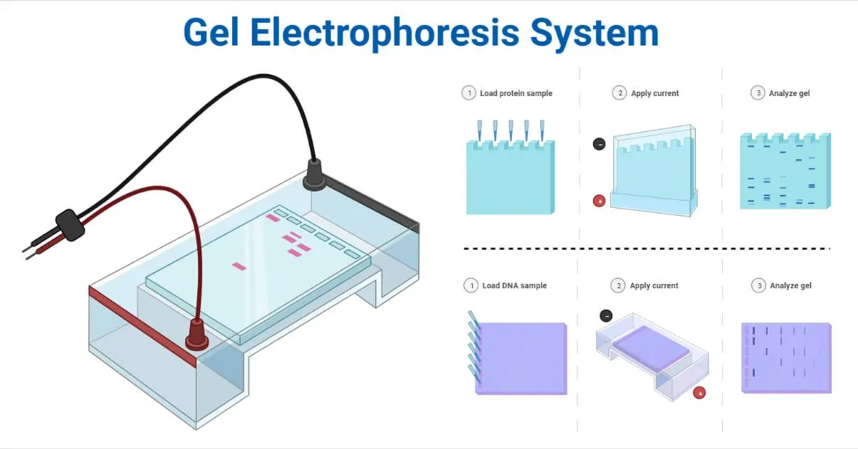 Display of Steps in Electrophoresis 