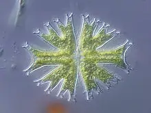 The Halo Around An Biological Sample 