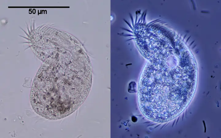 Illumination In Microscopy - Phase Contrast Illumination