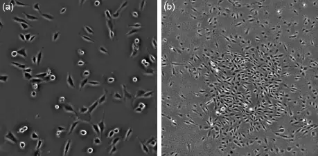 The View Of Cells Under Phase Contrast Microscope 