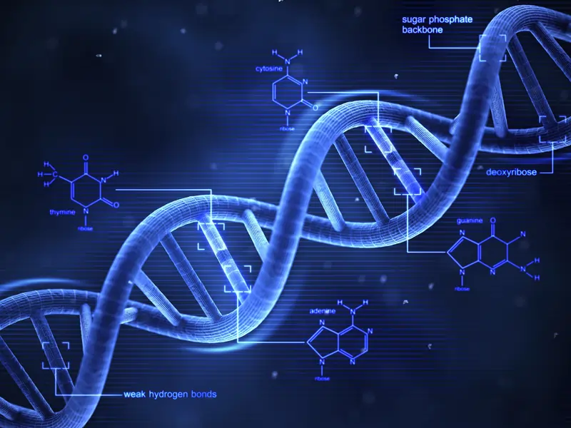 The DNA Strand For PCR