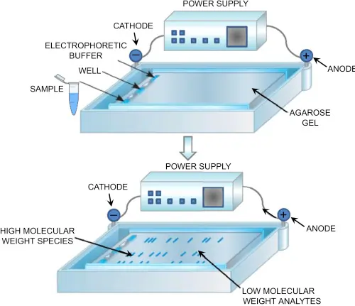 Movement of Molecules in the Buffer