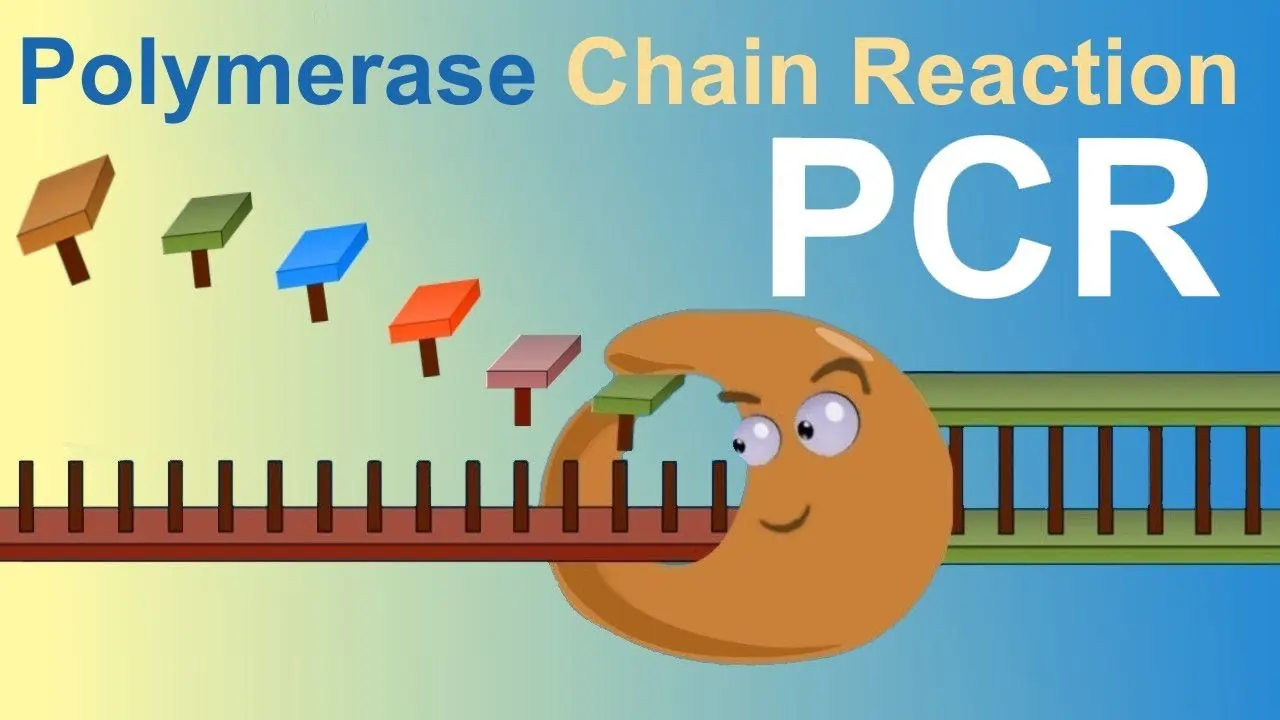 The PCR Reaction