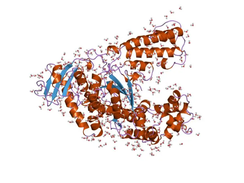 The Taq polymerase Enzyme 