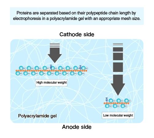 Electrophoresis of Proteins