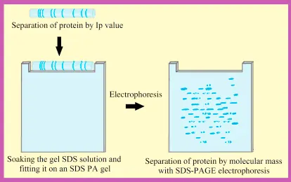 Separation of Proteins by two ways