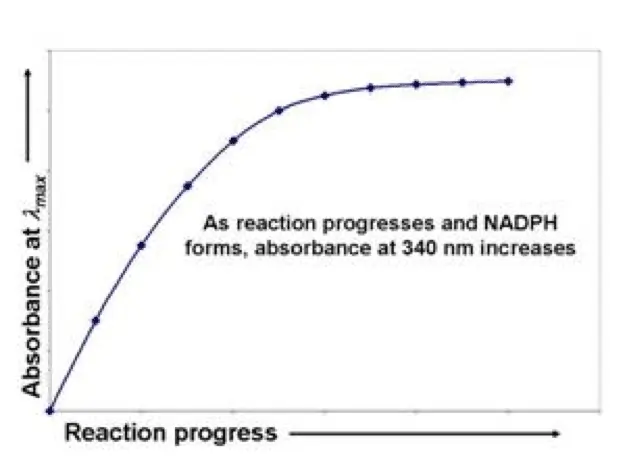 Kinetic Studies of formation of NADPH