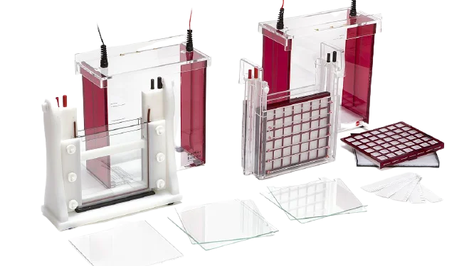 Polyacrylamide Gel Electrophoresis